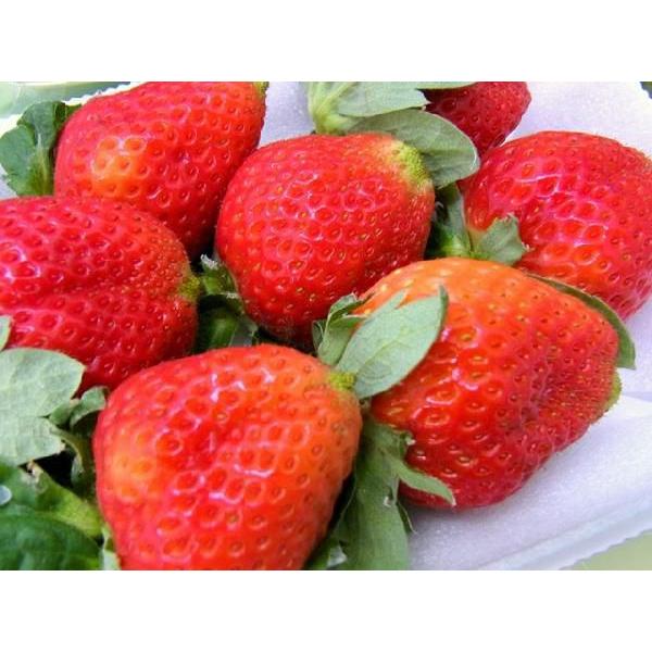 徳島県佐那河内村 ”さくらももいちご” 訳あり 約200g×4pc ワケ待ち