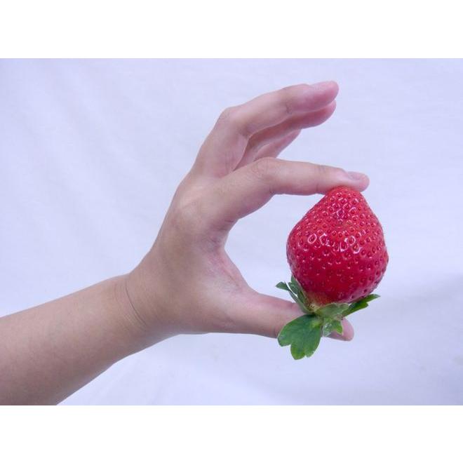 福岡産 博多 ”あまおういちご” 等級DX(デラックス) 2箱 4 福岡産 博多 ”あまおういちご” 等級DX(デラックス) 2箱 4