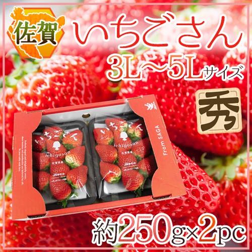 佐賀 ”いちごさん” 秀品 3L〜5Lサイズ 約250g×2パック 化粧箱【予約 12