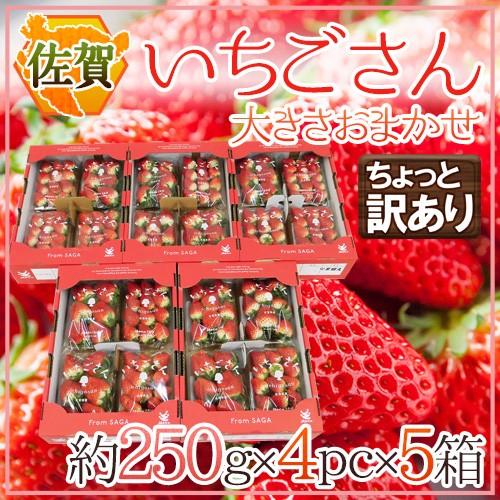 佐賀 ”いちごさん” ちょっと訳あり 約250g×4パック×《5箱》 大きさおまかせ【予約 12月〜1月以降】 送料無料