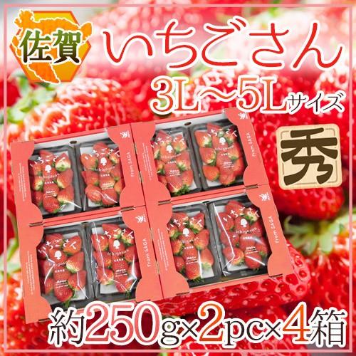 佐賀 ”いちごさん” 秀品 3L〜5L大きさ 約250g×2容器に並べる×《4箱》 かざり付ける箱【取って置く 12月〜1月今後】 貨物輸送無料 フルーツ-食品-いちご