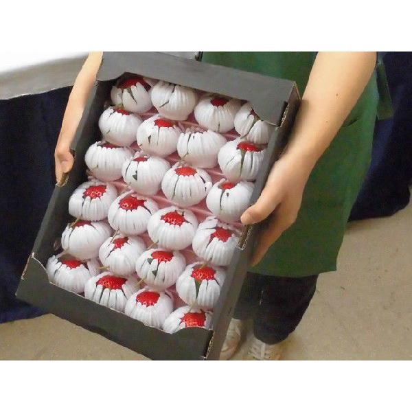 熊本県産 糖蜜使用のこだわりいちご ”ひのしずく きくちのまんま” 大粒