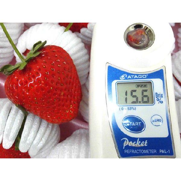 熊本県産 糖蜜使用のこだわりいちご ”ひのしずく きくちのまんま 熊本県産 糖蜜使用のこだわりいちご ”ひのしずく きくちのまんま