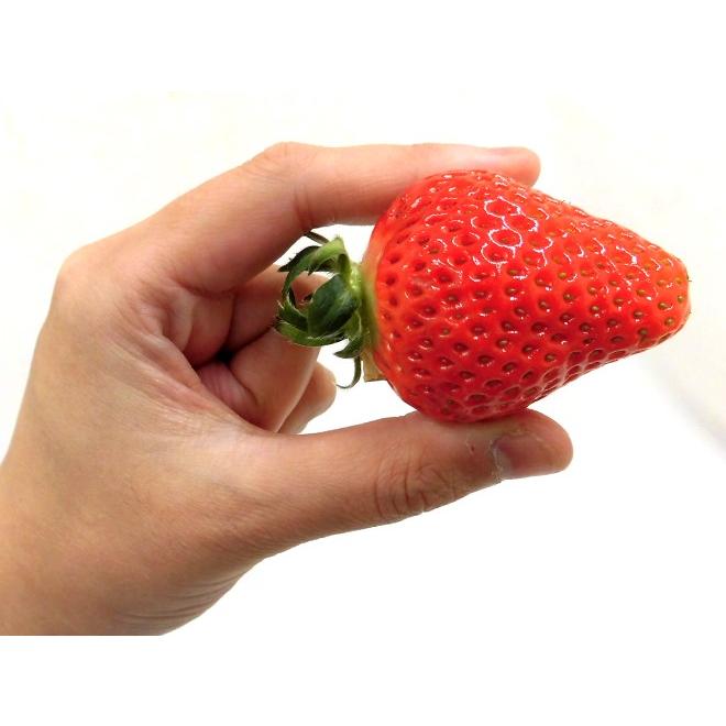 熊本県 ”ひのしずくいちご” 秀品 2パック入り（1パック 7〜13粒 約300g）×《4箱》【予約 12月以降】 送料無料