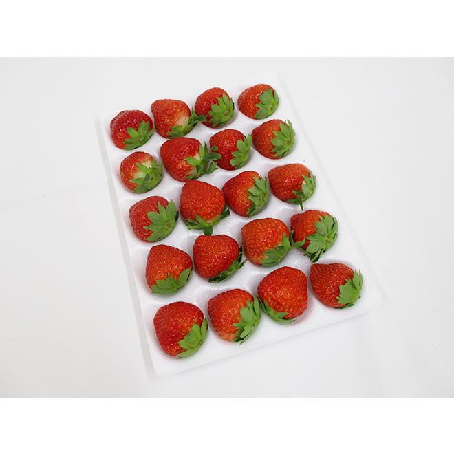 【いちごさま】ご購入品①②③④★ 夏いちご” 20〜24粒前後 約300g 産地厳選【予約 6月下旬以降