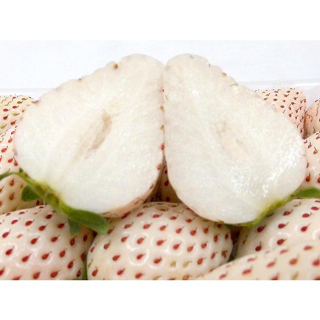 白いちご パールホワイト” 2pc (1pcあたり約280g) 産地厳選 白いちご パールホワイト” 2pc (1pcあたり約280g) 産地厳選