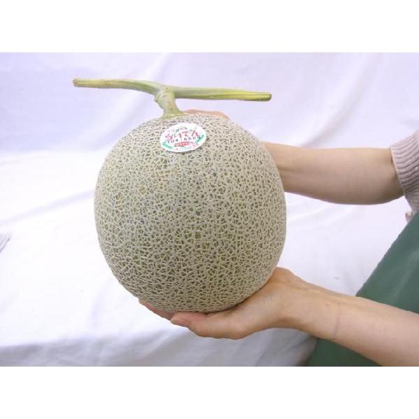 甘いレッドメロン　赤肉メロン　メロン 楽天市場】北海道 らいでんメロン 赤肉 特大 (約2kg×2玉) 北海道