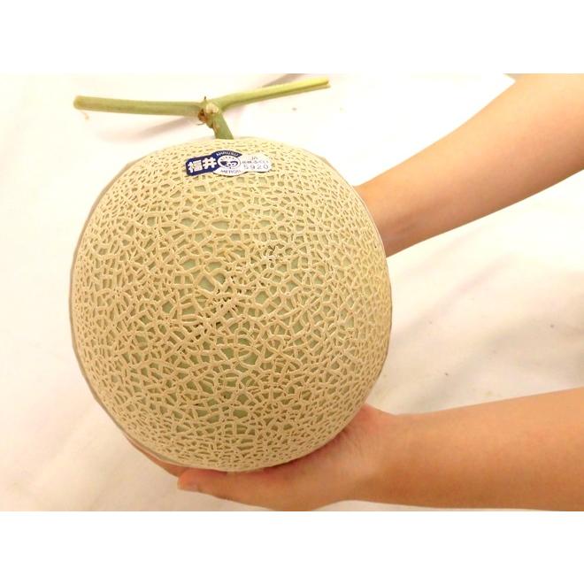 メロン 福井県 ”温室マスクメロン” 秀品 大玉2玉 約3.5〜4kg【予約 9月