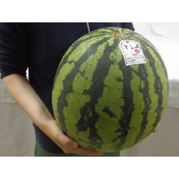 山形県産 尾花沢スイカ” 大玉 4Lサイズ 1玉 約8〜10kg ちょっと