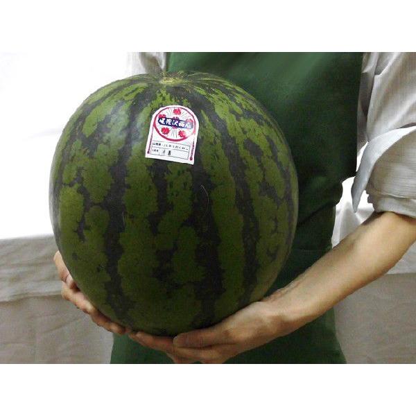 山形県産、尾花沢スイカ５Ｌサイズ2個入り 楽天市場】山形県産 ”尾花沢スイカ” 大玉 5Lサイズ 2玉入り 約