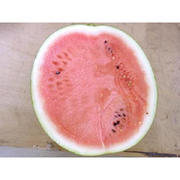 すいか 山形県産 ”尾花沢スイカ” S6L（7L級） 1玉約12kg以上 等級A（秀