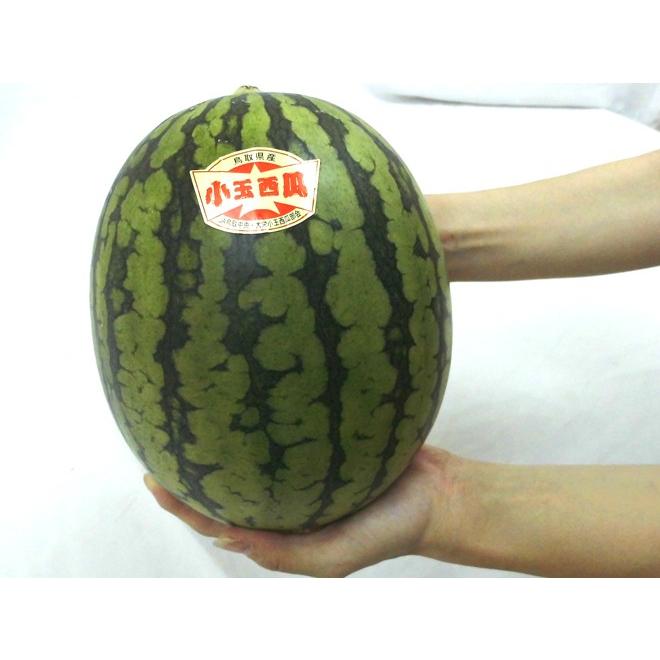 小玉スイカ姫甘泉4玉入り‼️甘くて美味しい！北海道東北各県沖縄発送不可 楽天市場】【ふるさと納税】小玉スイカ 姫甘泉 3～4玉入 7kg以上