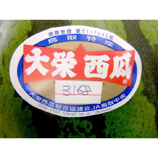 鳥取県 ”ジャンボ大栄すいか” 訳あり 特大5Lサイズ 約10kg以上《2玉購入で送料無料》大栄西瓜【予約 6月末〜7月以降】|kurashi-kaientai|04