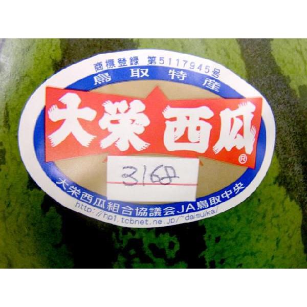 鳥取県 ”ジャンボ大栄すいか” 訳あり 特大5Lサイズ 約10kg以上《2玉購入で送料無料》大栄西瓜【予約 6月中旬以降】｜kurashi-kaientai｜04