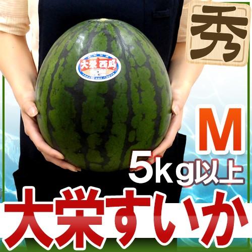 鳥取県 ”大栄すいか” 秀品 約5kg以上 Mサイズ 1玉 大栄西瓜【予約 6月以降】 送料無料｜kurashi-kaientai