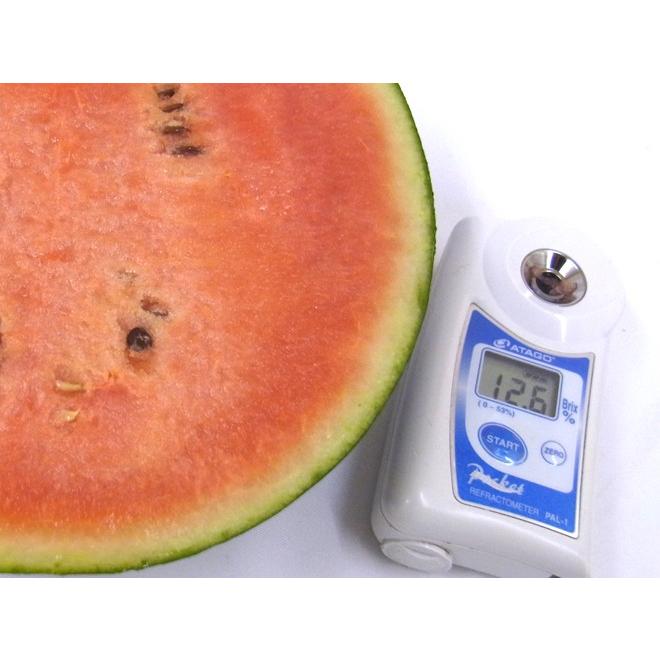 鳥取大栄小玉西瓜「ピノガール」秀品Ｍ6玉10キロほど 楽天市場】鳥取県 ”大栄黒小玉スイカ” 秀品 3〜6玉 約10kg