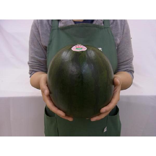 熊本県 黒皮すいか ”夢黒小玉” 秀・優品 3L 3玉 約7.5kg【予約 5月下旬