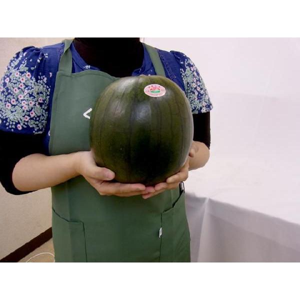 熊本県 黒皮すいか ”夢黒小玉” 秀・優品 4L 2玉 約6kg【予約 5月下旬