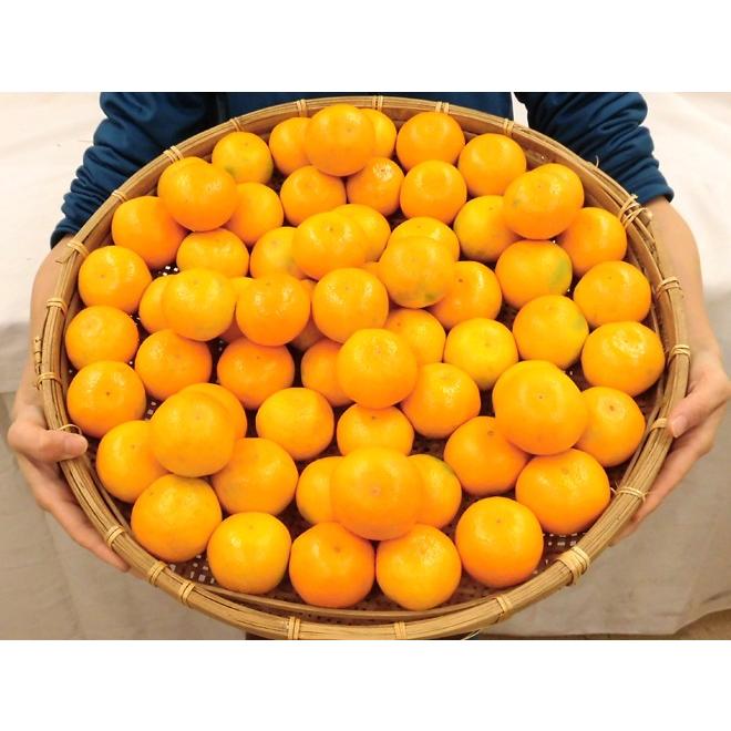 【予約販売】　和歌山県産　大容量　ゆら早生みかん　５キロ　送料無料　果汁たっぷり みかん 和歌山産 ”ゆら早生みかん” 秀品 S/Mサイズ 約5kg【予約 10月