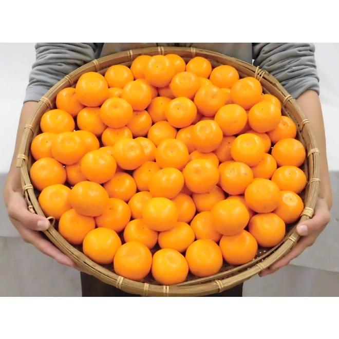 みかん 福岡産 山川みかん ”博多マイルドみかん” 秀品 小粒2S