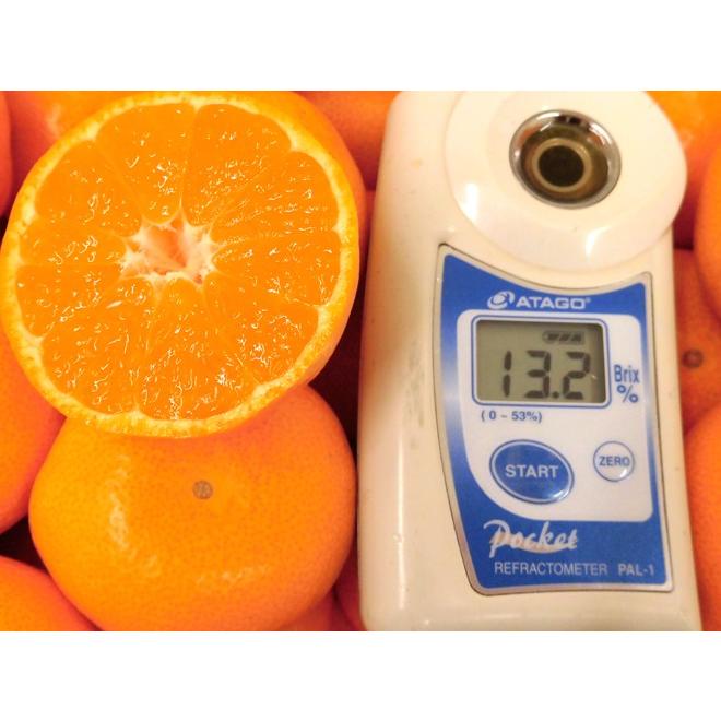 みかん みかんサイダー（みかん農園サイダー）和歌山県産みかん果汁51