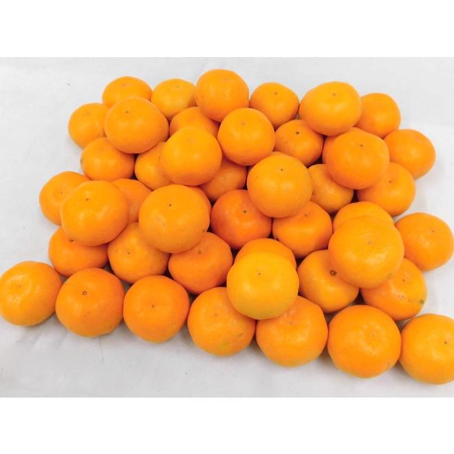 みかん ”福岡 JAみなみ筑後 山川みかん 北原早生” 黒箱等級 小粒限定2S