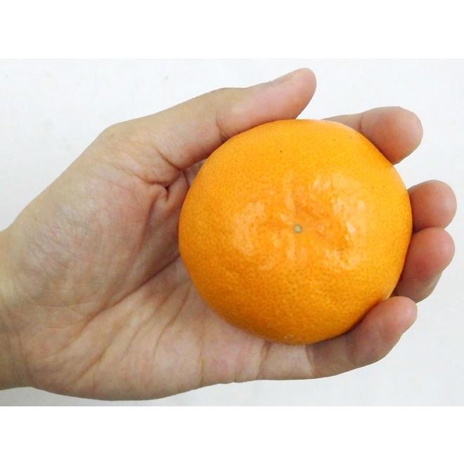みかん 福岡産 山川みかん ”マイルド130” 秀品 S/Mサイズ 約10kg【予約 ...