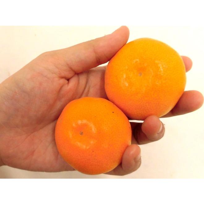 みかん ◎JAみなみ筑後 山川みかん『マイルド130』M玉 約8㎏ ※10月末頃