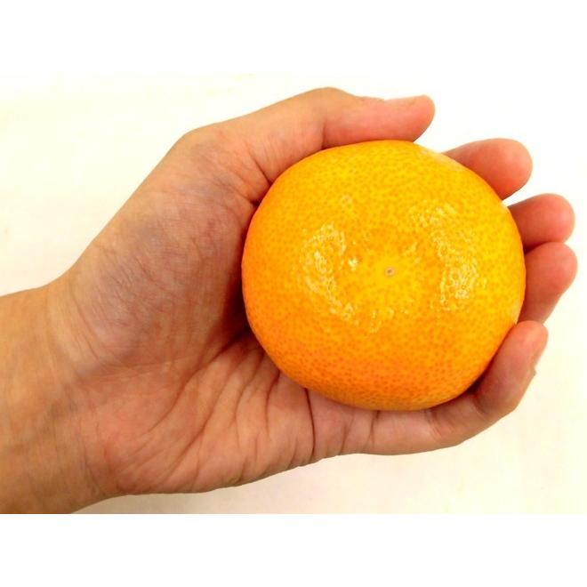 みかん ”佐賀産 JAからつ ハウスみかん” S/Mサイズ 10〜12玉前後 約1kg