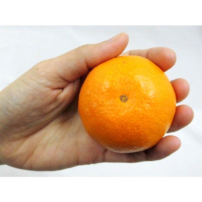 みかん 長崎 西海 ”味まるみかん” 秀品 Sサイズ 約5kg 産地化粧箱 最低