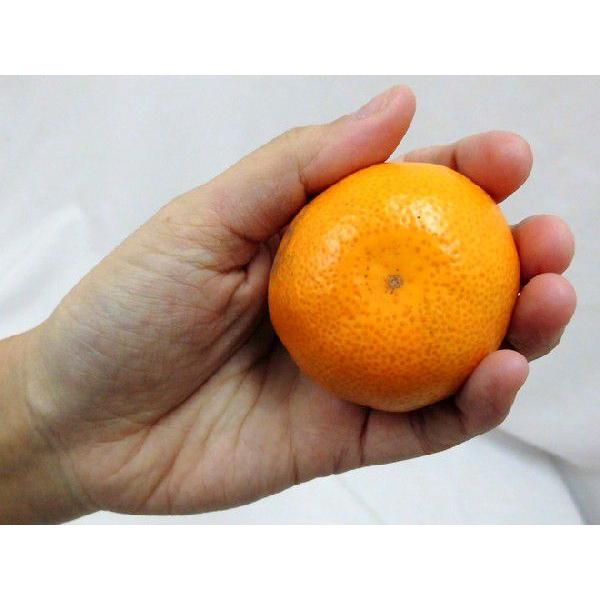 【みかん】 金太洋 パインみかん 缶詰 210g ｜ ミスターマックスオンライン