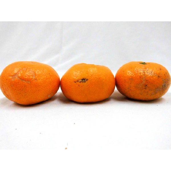 みかん 和歌山有田産 ”田村みかん” ちょっと訳あり SS 約5kg