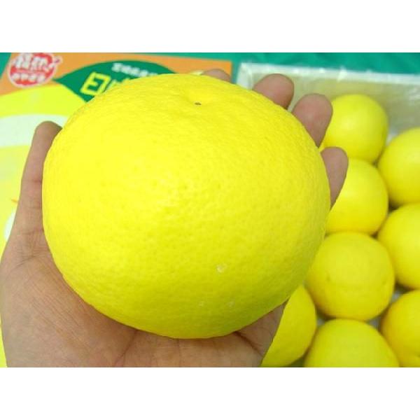 宮崎県産 ”日向夏” 9〜13玉 約2.5kg 化粧箱【予約 12月以降】 送料無料