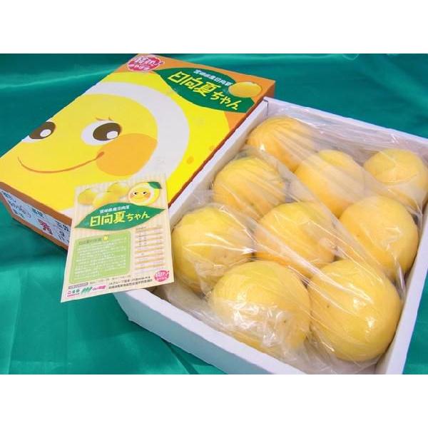 宮崎県産 ”日向夏” 9〜13玉 約2.5kg 化粧箱【予約 12月以降】 送料無料