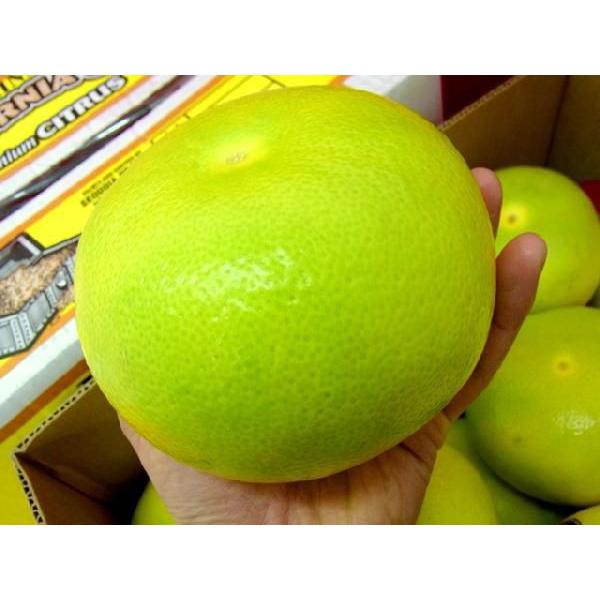 カリフォルニア産 ”メロゴールド” 大玉 6〜12玉前後 約4.5kg前後 お試し価格【予約 11月末以降】 送料無料 :2018-melogold-5kg-9-12:くらし快援隊 - 通販 - Yahoo!ショッピング カリフォルニア産 ”メロゴールド” 大玉 6〜12玉前後 約4.5kg前後 お試し価格【予約 11月末以降】 送料無料 :2018-melogold-5kg-9-12:くらし快援隊 - 通販 - Yahoo!ショッピング