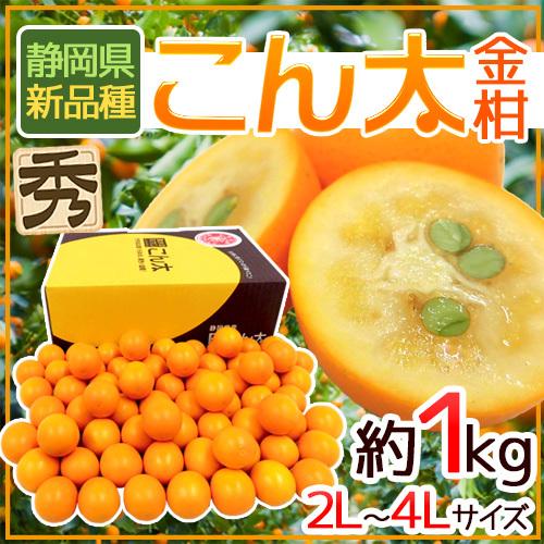 静岡県 ”こん太きんかん” 秀品 2L〜4Lサイズ 約1kg 化粧箱 金柑 静岡県 ”こん太きんかん” 秀品 2L〜4Lサイズ 約1kg 化粧箱 金柑