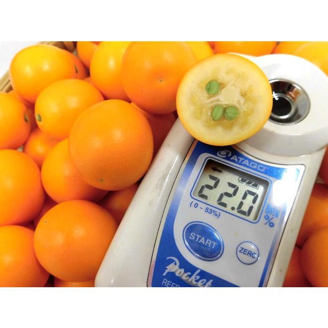 静岡県 ”こん太きんかん” 秀品 2L〜4Lサイズ 約1kg 化粧箱 金柑 まる