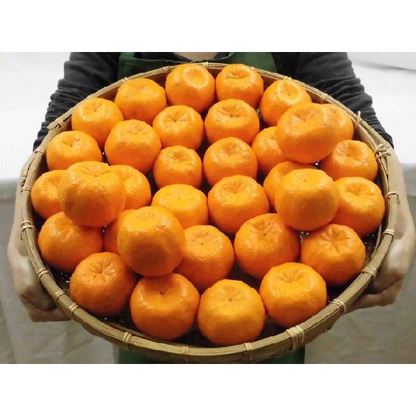 和歌山産 ”ゆらっ子ぽんかん” 秀品 L〜3L 約5kg ポンカン【予約 1月