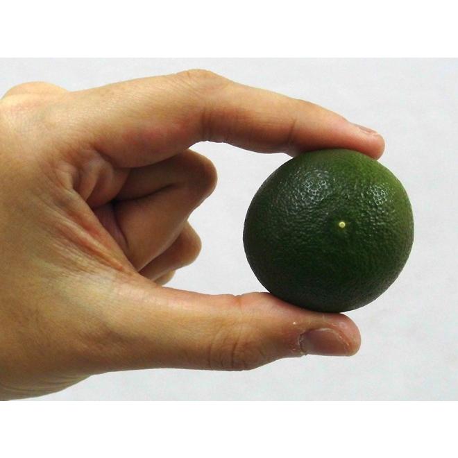 徳島産 ”すだち” 約200g : くらし快援隊 - 通販 - Yahoo!ショッピング