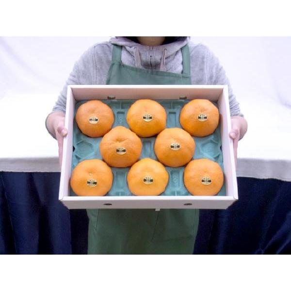 愛媛産 ”甘平” 秀品 5L〜6L 特大玉6〜7玉 約3kg 化粧箱【予約 1月中旬