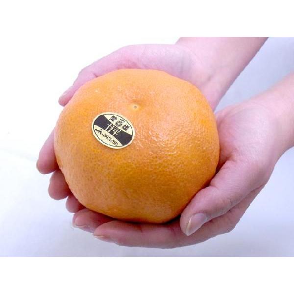 愛媛産 ”甘平” 秀品 5L〜6L 特大玉6〜7玉 約3kg 化粧箱【予約 1月中旬