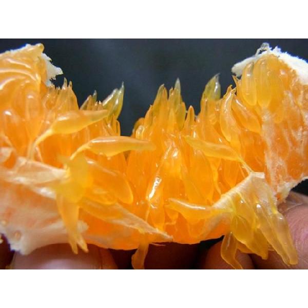 愛媛産 ”甘平” 秀品 5L〜6L 特大玉6〜7玉 約3kg 化粧箱【予約 1月中旬