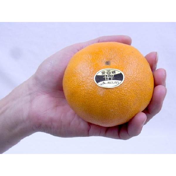 愛媛産 ”甘平” 秀品 L〜2L 12〜15玉 約3kg 化粧箱【予約 1月中旬以降