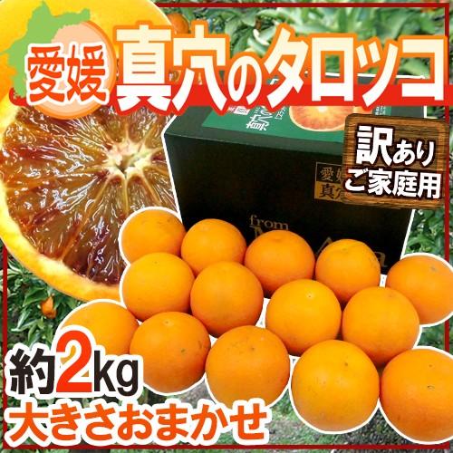 愛媛県 ”真穴のタロッコオレンジ” 訳あり 約2kg 大きさおまかせ 専用