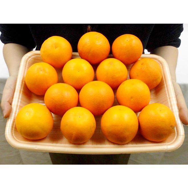 愛媛県 ”タロッコオレンジ” 訳あり 約2kg 大きさおまかせ ブラッド
