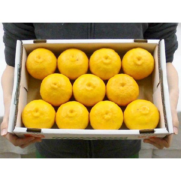 ゆず 高知産 ”ゆず” 秀品 8〜15玉 約1.5kg【予約 11月下旬以降】 送料