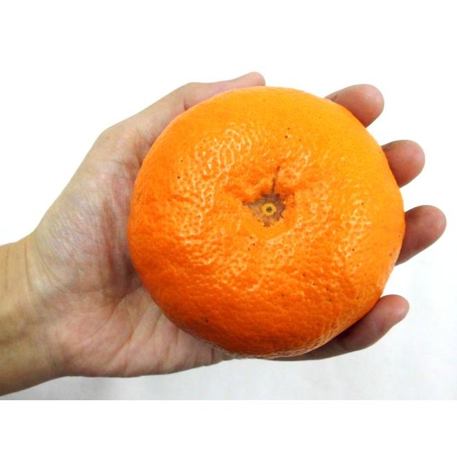 佐賀産 はまさきになれなかった 麗紅” 訳あり 約10kg 大きさおまかせ