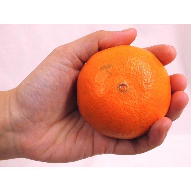 佐賀県 JAからつ ”津之輝” 秀品 約5kg 大きさおまかせ【予約 1月中旬