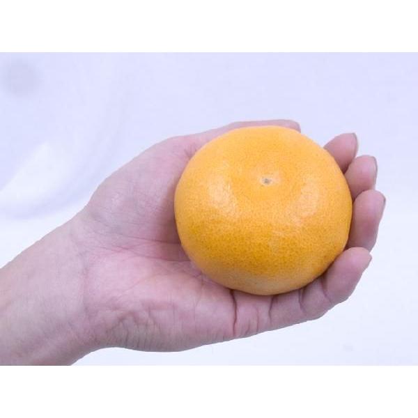 佐賀産 ”せとか” 12〜15玉 約2.5kg 化粧箱入り【予約 1月中旬以降