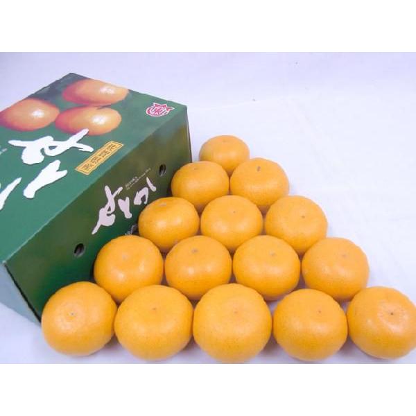 佐賀産 ”せとか” 12〜15玉 約2.5kg 化粧箱入り【予約 1月中旬以降